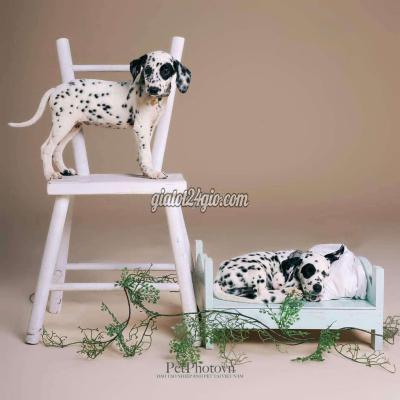 Vật Nuôi Thú Cưng Củ Chi - Hồ Chí Minh Vật Nuôi Thú Cưng Củ Chi - Hồ Chí Minh