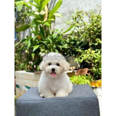 Vật Nuôi Thú Cưng Thuận An - Bình Dương