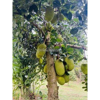 Đất Thổ Cư Đồng Xoài - Bình Phước Đất Thổ Cư Đồng Xoài - Bình Phước
