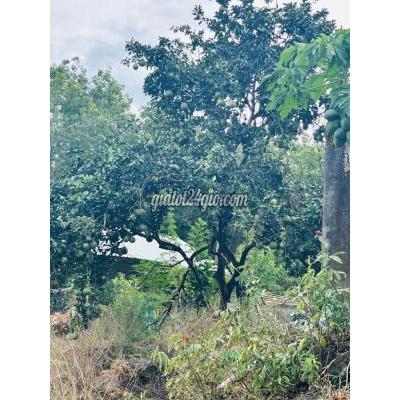 Đất Thổ Cư Đồng Xoài - Bình Phước Đất Thổ Cư Đồng Xoài - Bình Phước