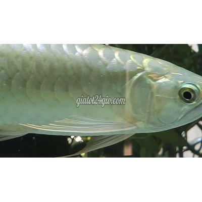 Vật Nuôi Thú Cưng Tân Bình - Hồ Chí Minh