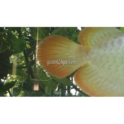 Vật Nuôi Thú Cưng Tân Bình - Hồ Chí Minh