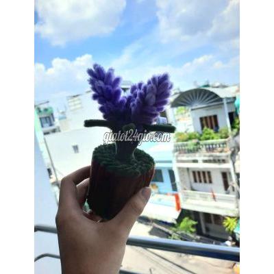 Cây Cảnh Quận 11 - Hồ Chí Minh Cây Cảnh Quận 11 - Hồ Chí Minh