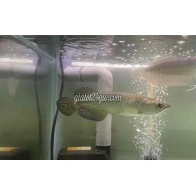 Vật Nuôi Thú Cưng Quận 8 - Hồ Chí Minh