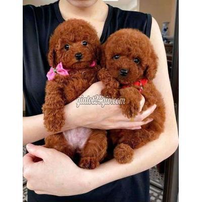 Vật Nuôi Thú Cưng Hoàng Mai - Hà Nội Vật Nuôi Thú Cưng Hoàng Mai - Hà Nội