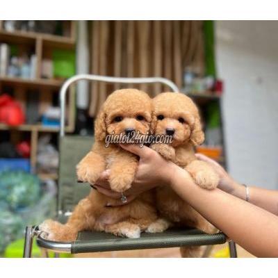 Vật Nuôi Thú Cưng Hoàng Mai - Hà Nội Vật Nuôi Thú Cưng Hoàng Mai - Hà Nội