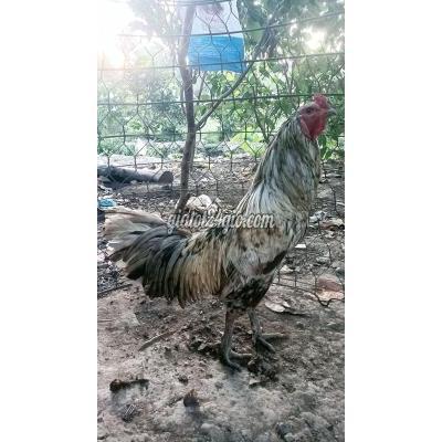 Gà Vật Nuôi Thú Cưng Ninh Kiều - Cần Thơ Gà Vật Nuôi Thú Cưng Ninh Kiều - Cần Thơ