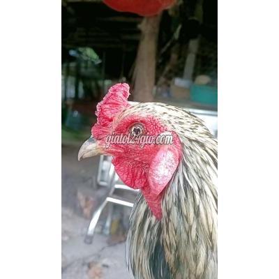 Gà Vật Nuôi Thú Cưng Ninh Kiều - Cần Thơ Gà Vật Nuôi Thú Cưng Ninh Kiều - Cần Thơ