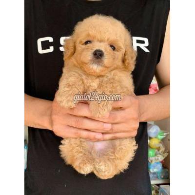 Vật Nuôi Thú Cưng Bắc Từ Liêm - Hà Nội Vật Nuôi Thú Cưng Bắc Từ Liêm - Hà Nội