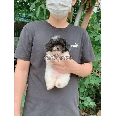 Vật Nuôi Thú Cưng Bắc Từ Liêm - Hà Nội Vật Nuôi Thú Cưng Bắc Từ Liêm - Hà Nội