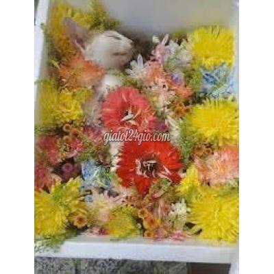 Dịch Vụ Cẩm Lệ Đà Nẵng Hỏa Táng Thú Cưng Quảng Nam