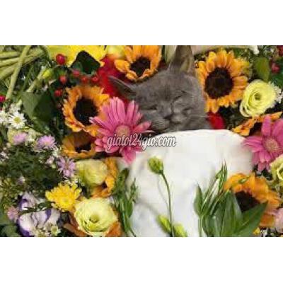 Dịch Vụ Cẩm Lệ Đà Nẵng Hỏa Táng Thú Cưng Quảng Nam