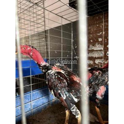 Gà ( Vật Nuôi ) Quận 12 - Hồ Chí Minh