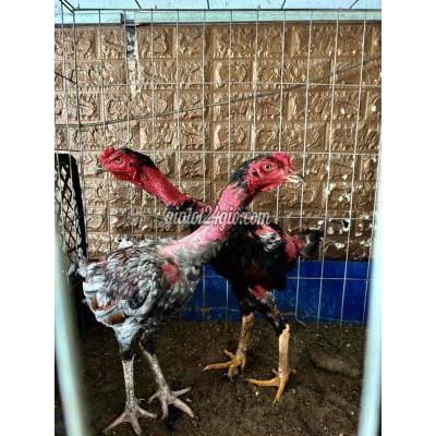 Gà ( Vật Nuôi ) Quận 12 - Hồ Chí Minh