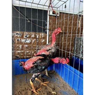 Gà ( Vật Nuôi ) Quận 12 - Hồ Chí Minh