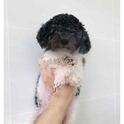 Vật Nuôi Thú Cưng Quận 12 - Hồ Chí Minh