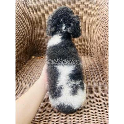 Vật Nuôi Thú Cưng Quận 12 - Hồ Chí Minh