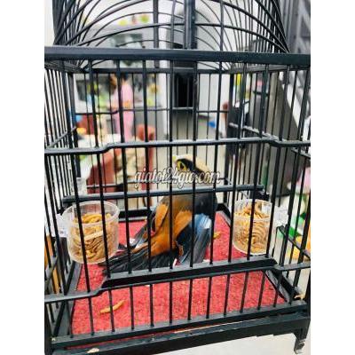 Chim Cảnh Gò Vấp - Hồ Chí Minh