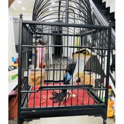 Chim Cảnh Gò Vấp - Hồ Chí Minh