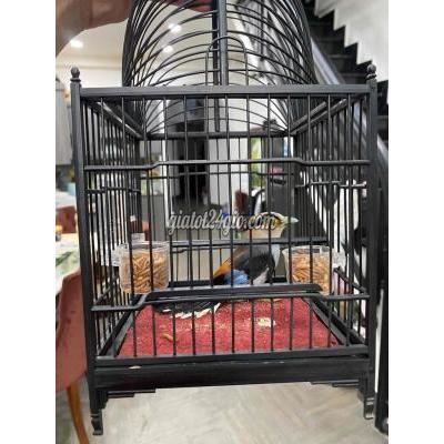 Chim Cảnh Gò Vấp - Hồ Chí Minh