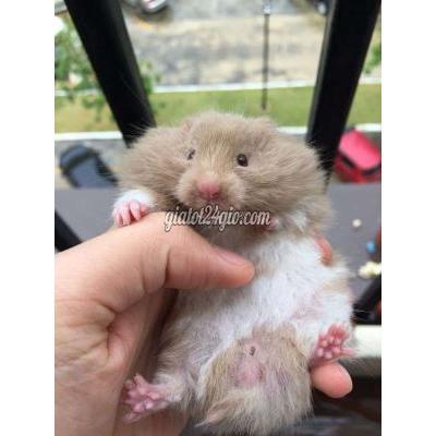 Vật Nuôi Thú Cưng Thủ Đức - Hồ Chí Minh