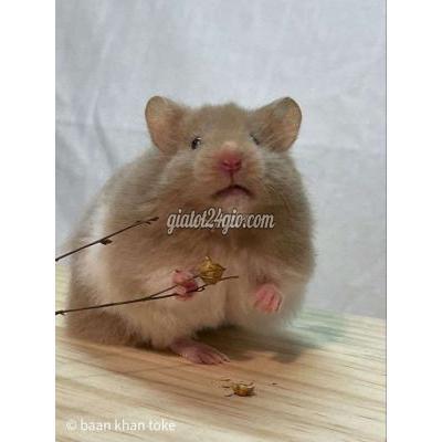 Vật Nuôi Thú Cưng Thủ Đức - Hồ Chí Minh