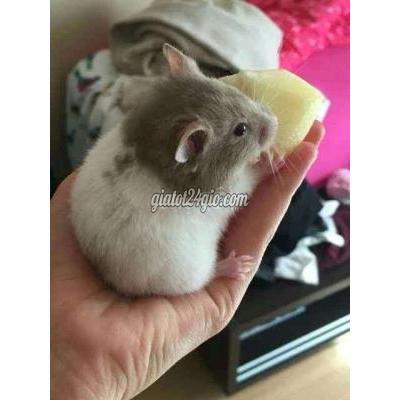 Vật Nuôi Thú Cưng Thủ Đức - Hồ Chí Minh