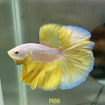 Vật Nuôi Thú Cưng Giồng Trôm - Bến Tre