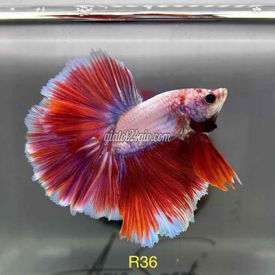 Vật Nuôi Thú Cưng Giồng Trôm - Bến Tre