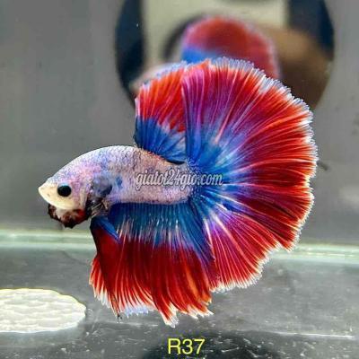 Vật Nuôi Thú Cưng Giồng Trôm - Bến Tre