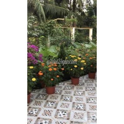 Đất Thổ Cư Châu Thành - Bến Tre Đất Thổ Cư Châu Thành - Bến Tre