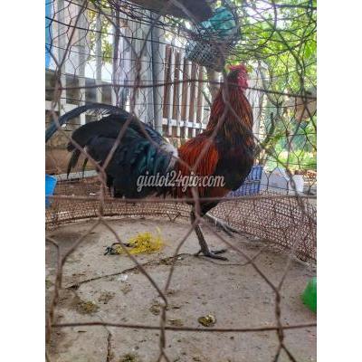 Gà ( Vật Nuôi ) Lấp Vò - Đồng Tháp