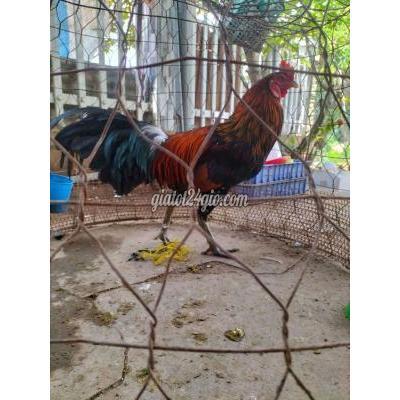 Gà ( Vật Nuôi ) Lấp Vò - Đồng Tháp