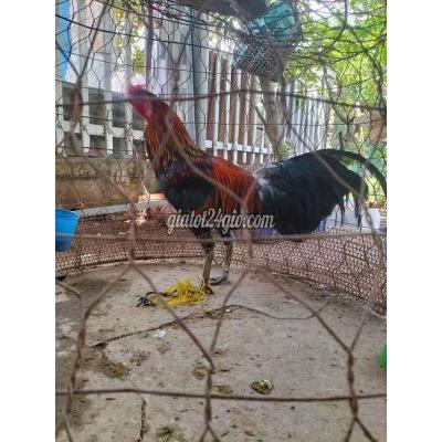 Gà ( Vật Nuôi ) Lấp Vò - Đồng Tháp