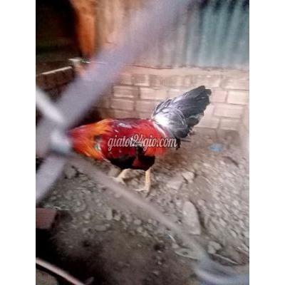 Gà ( Vật Nuôi ) Biên Hòa - Đồng Nai Gà ( Vật Nuôi ) Biên Hòa - Đồng Nai
