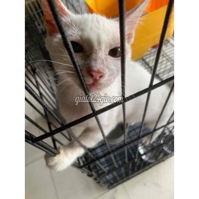 Mèo ( Vật Nuôi ) Quận 8 - Hồ Chí Minh