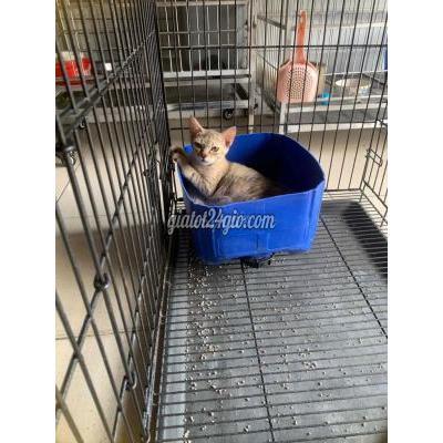 Mèo ( Vật Nuôi ) Quận 8 - Hồ Chí Minh