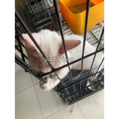 Mèo ( Vật Nuôi ) Quận 8 - Hồ Chí Minh