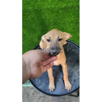 Vật Nuôi Thú Cưng Quận 12 - Hồ Chí Minh