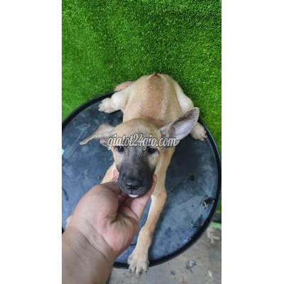 Vật Nuôi Thú Cưng Quận 12 - Hồ Chí Minh