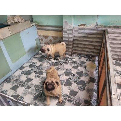 Thú Cưng, Chó Cảnh Giá Rẻ Củ Chi Hồ Chí Minh Cần Bán 2 Chó Pug(đực Cái) Hơn 1 Tuổi Tặng Luôn 1 Đực 2 Tuổi 1 Cái Hơ...