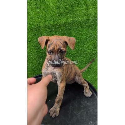 Vật Nuôi Thú Cưng Quận 12 - Hồ Chí Minh