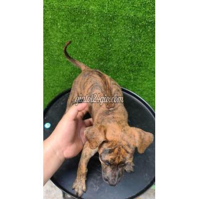 Vật Nuôi Thú Cưng Quận 12 - Hồ Chí Minh