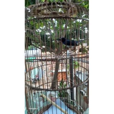 Chim Cảnh Bình Tân - Hồ Chí Minh