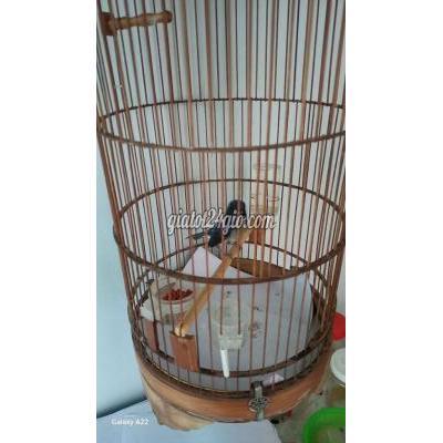 Chim Cảnh Bình Tân - Hồ Chí Minh