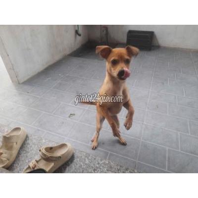 Vật Nuôi Thú Cưng Đông Hưng - Thái Bình