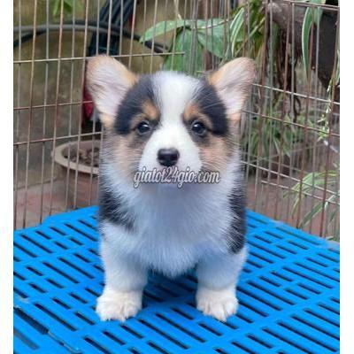 Vật Nuôi Thú Cưng Hoàng Mai - Hà Nội