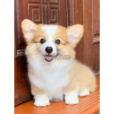 Vật Nuôi Thú Cưng Hoàng Mai - Hà Nội