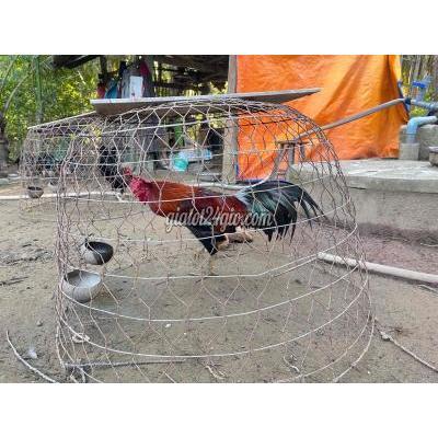 Gà ( Vật Nuôi ) Mỏ Cày Nam - Bến Tre