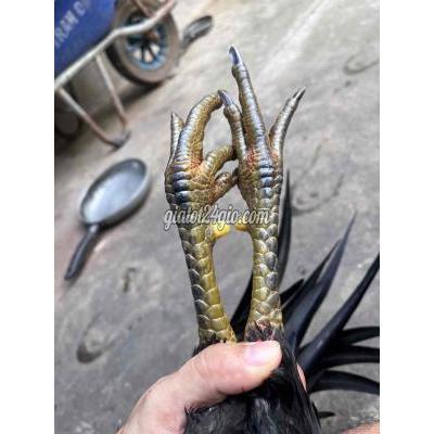 Gà ( Vật Nuôi ) Mỏ Cày Nam - Bến Tre